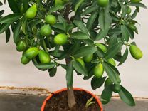 Цитрусовое дерево Кумкват много плодов 77 см