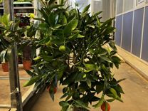 Мандариновое дерево/цитрус H 90 см