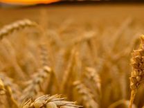 Зерно зерносмесь дробленая, пшеница, ячмень, кукур