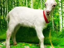 Ламанча козы,козлята обезроживание