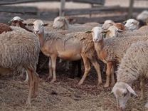 Ягнята Катумские, овцы