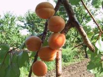 Саженцы абрикоса 3х летние