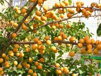 Саженцы абрикоса раннего крупного