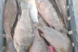 Fresh frozen Tsimlyansky crucian