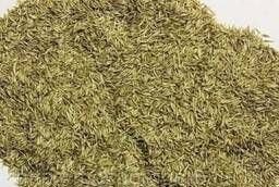 Lawn grass, Mix of herbs Universal (for lawns)