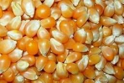 Syngenta, Maisadour, Caussade, Euralis corn seed hybrids