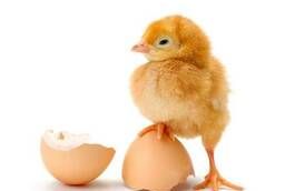 Инкубационное яйцо порода РОСС-308