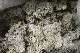 Cladonia (Icelandic moss) Altai wholesale (see description )