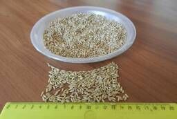Non-crushed oat groats Highest Grade GOST