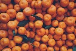 Mandarins from Abkhazia wholesale