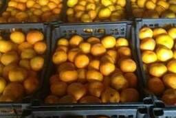 Mandarins wholesale from Abkhazia 45 rubles.  kg