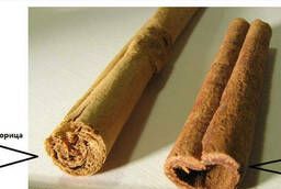 Real Ceylon cinnamon (Sri Lanka)