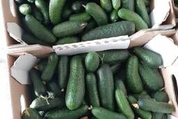 Cucumbers fresh substandard