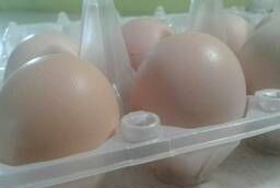 Продается яйцо инкубационное куриное породы Плимутрок