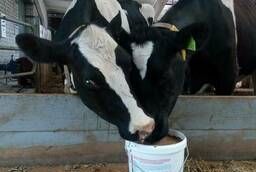 Propylene glycol for cows