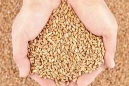Пшеница яровая Злата ЭС семена