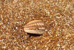 Sea feed shell for birds