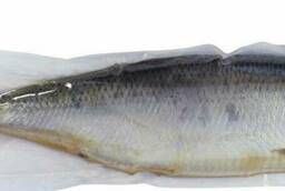 Cold-smoked herring and salted fatty herring wholesale
