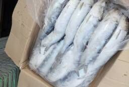 Caspian herring