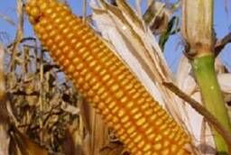 Семена гибридной кукурузы Росс 140 СВ
