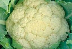 Seeds of cauliflower Constanta F1, Greenomica pack 2 500 pcs