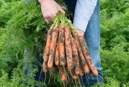 Семена моркови Нерак F1 Bejo уп 1 000 000 шт