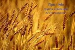 Winter seeds: wheat, barley, triticale, camelina.