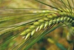 Spring barley seeds