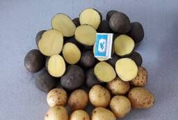Семенной картофель оптом Гала 1 репродукции от производителя