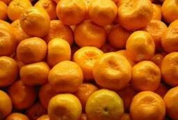 Juicy and tasty tangerines of Georgia