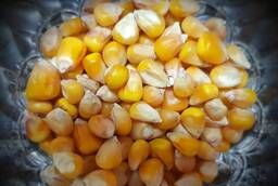 Зерно кукурузы продовольственное ГОСТ 13634-90