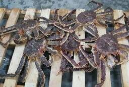 Live Kamchatka Crabs