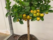 Цитрусовое комнатное дерево растение Мандарин/Лимо
