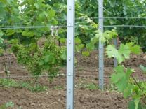 Шпалерные столбы для винограда и малины