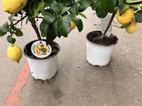 Лимон / лимоное дерево с плодами H 35