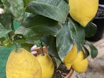 Лимонное дерево сортовое/ Лимон сьедобный Н 80 см