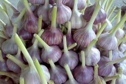 Garlic and garlic cloves
