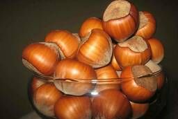 Hazelnuts wholesale peeled