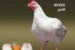 Инкубационное яйцо бройлера Росс 308 и Кобб 500, Кобб 700