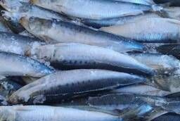 Iwashi (sardine) n  a 100-150 112 Japan