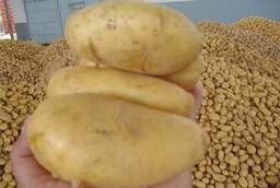 Картофель оптом сорт Галла, калибр 55