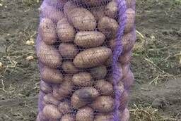 Картофель свежий урожай отличное качество кр и бел сорта