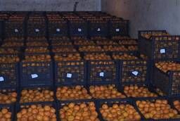 Mandarins Abkhazian in Rostov