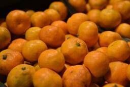 Mandarins from Abkhazia in bulk from 5t, from a warehouse in Sochi