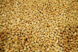 Озимая пшеница 1 класса мягких сортов