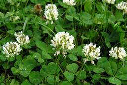 We sell white clover seeds