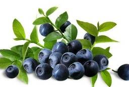 Selling blueberries wholesale