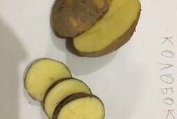 Продовольственный картофель оптом сорт Колобок