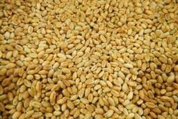 Пшеница Выращивалась без применения гербицидов 4 класса