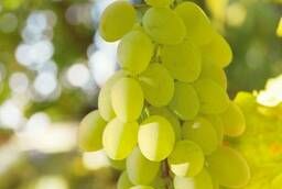 Производители винограда, обновленный рейтинг 2023